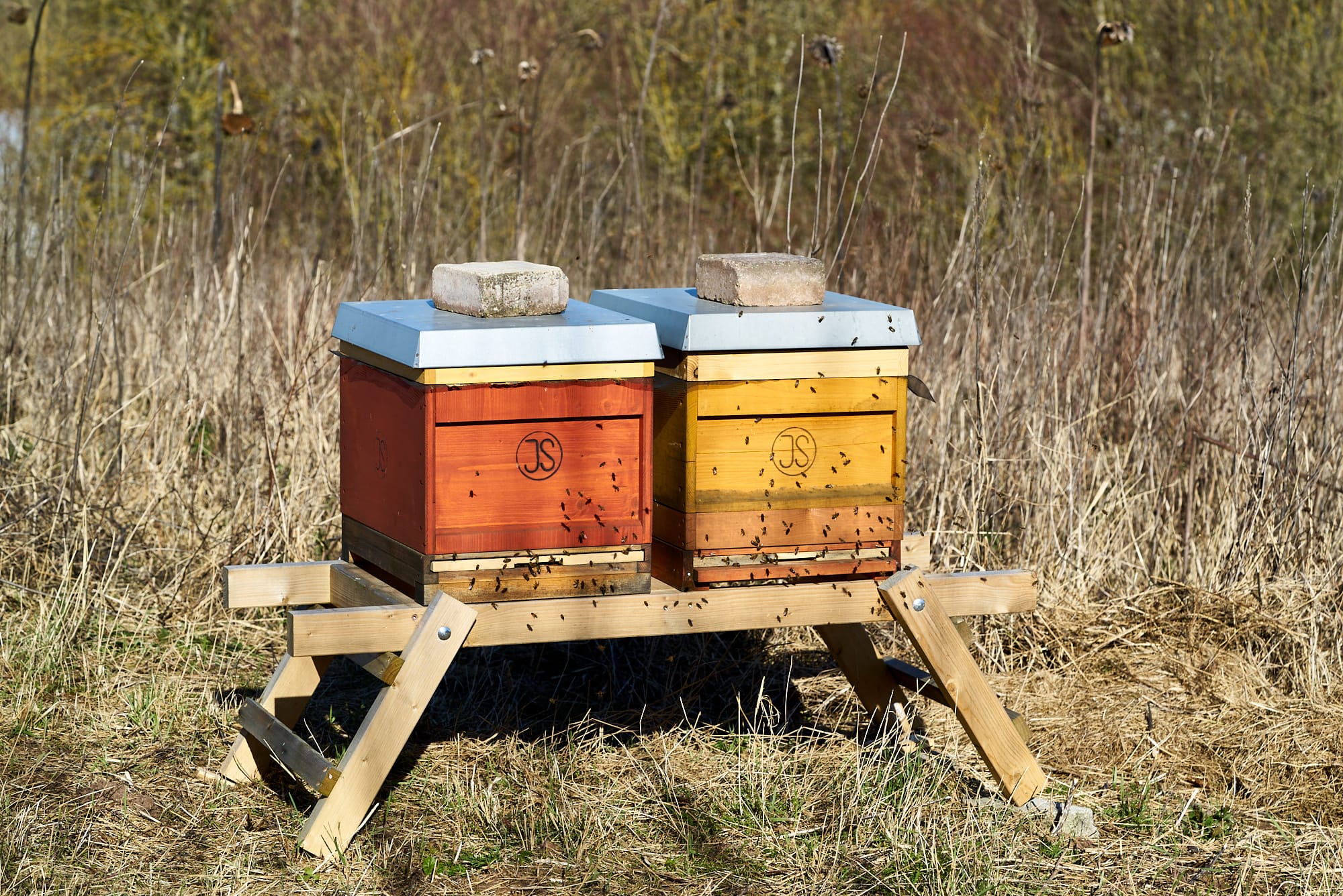 Bienen im Februar, der Reinigungsflug findet statt