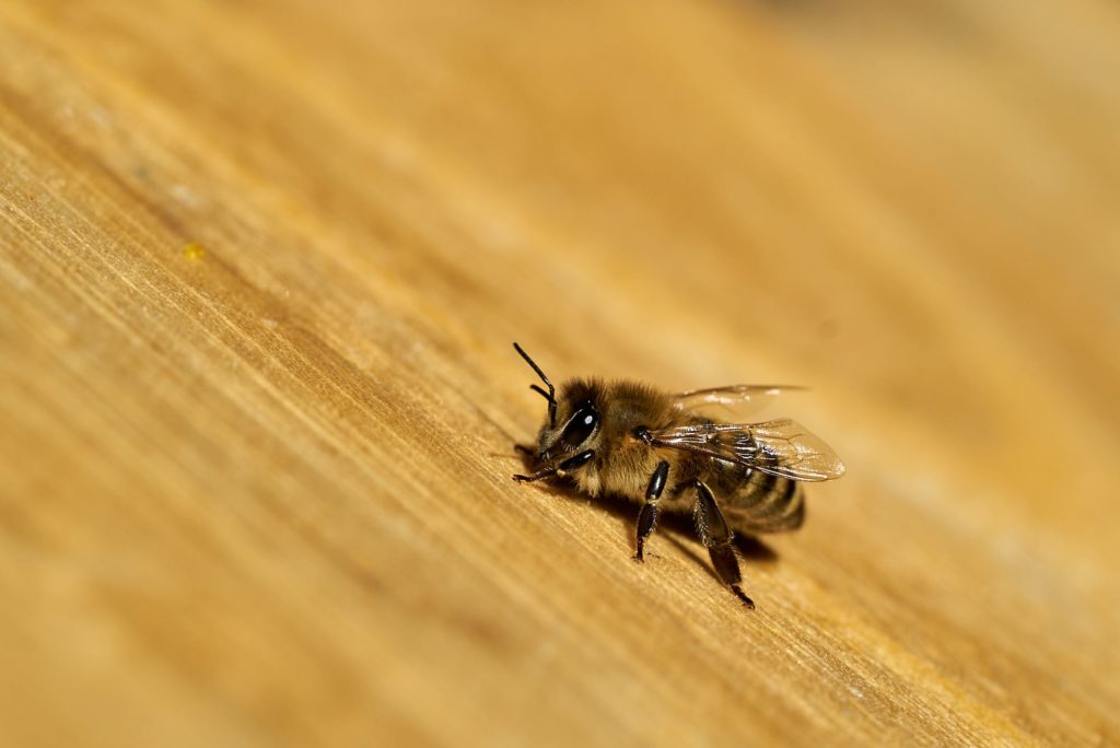 die Bienen genießen die ersten wärmenden Sonnenstrahlen im Februar