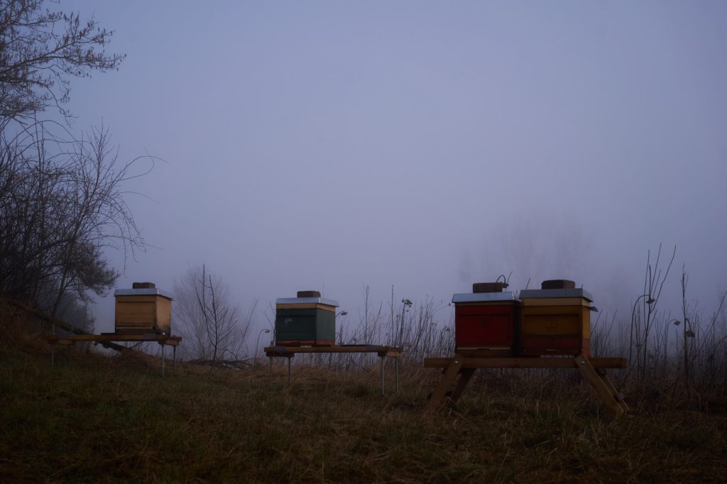 März - Nebel am Bienenstand