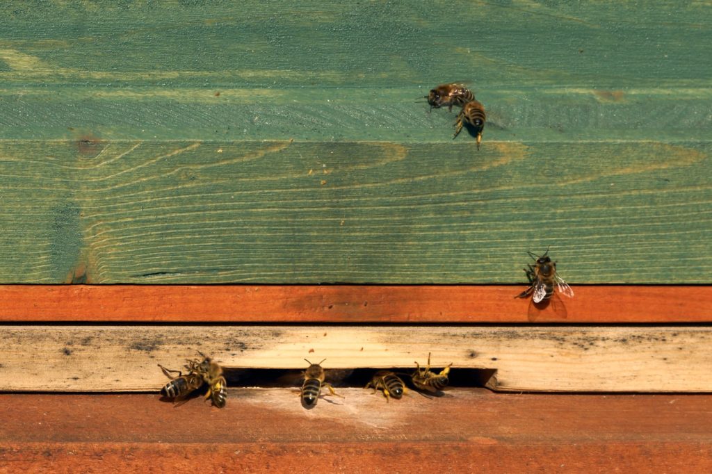 Bienen tragen Pollen ein