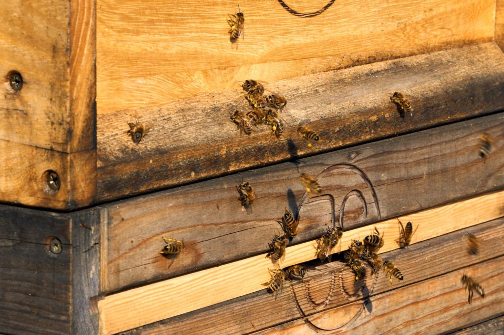 Bienen mit Pollenhöschen am Bienenstand